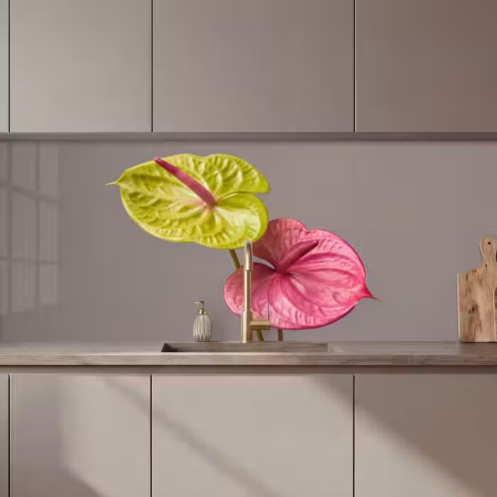 Kitchen splashback - Plants - Anthurium - Green - Pink
