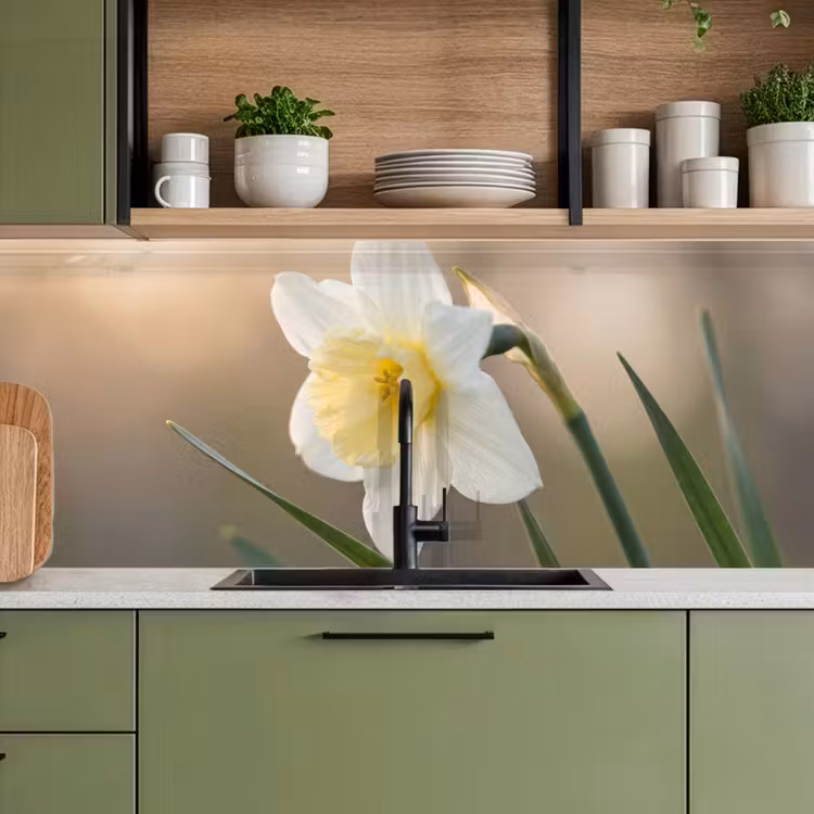 Kitchen splashback - Daffodil - Flower - Minimalist — 8