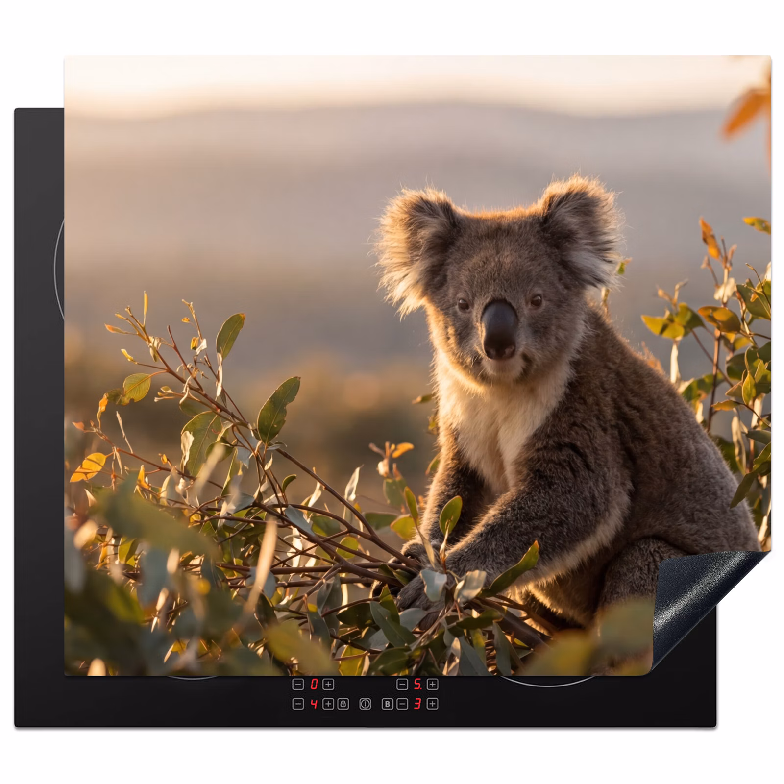 Induction hob cover - Koala - Leaves - Morning light — 1