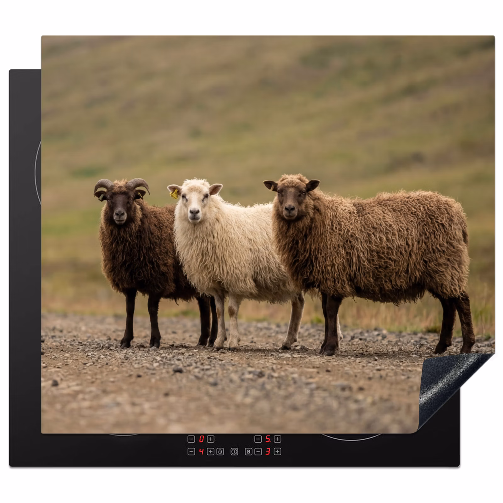Induction hob cover - Sheep - Brown - White - Gravel Path — 1