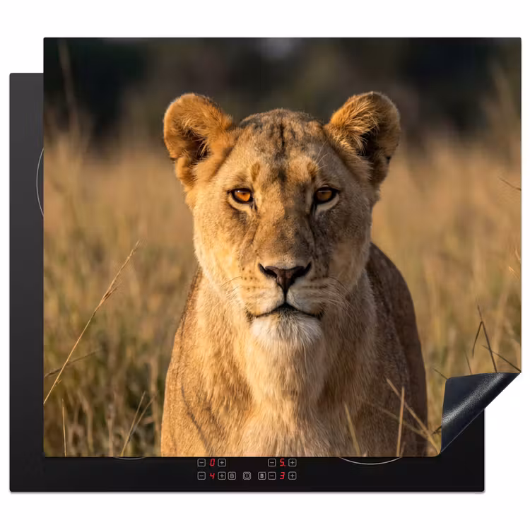 Induction hob cover - Lioness - Grass - Yellow — 1