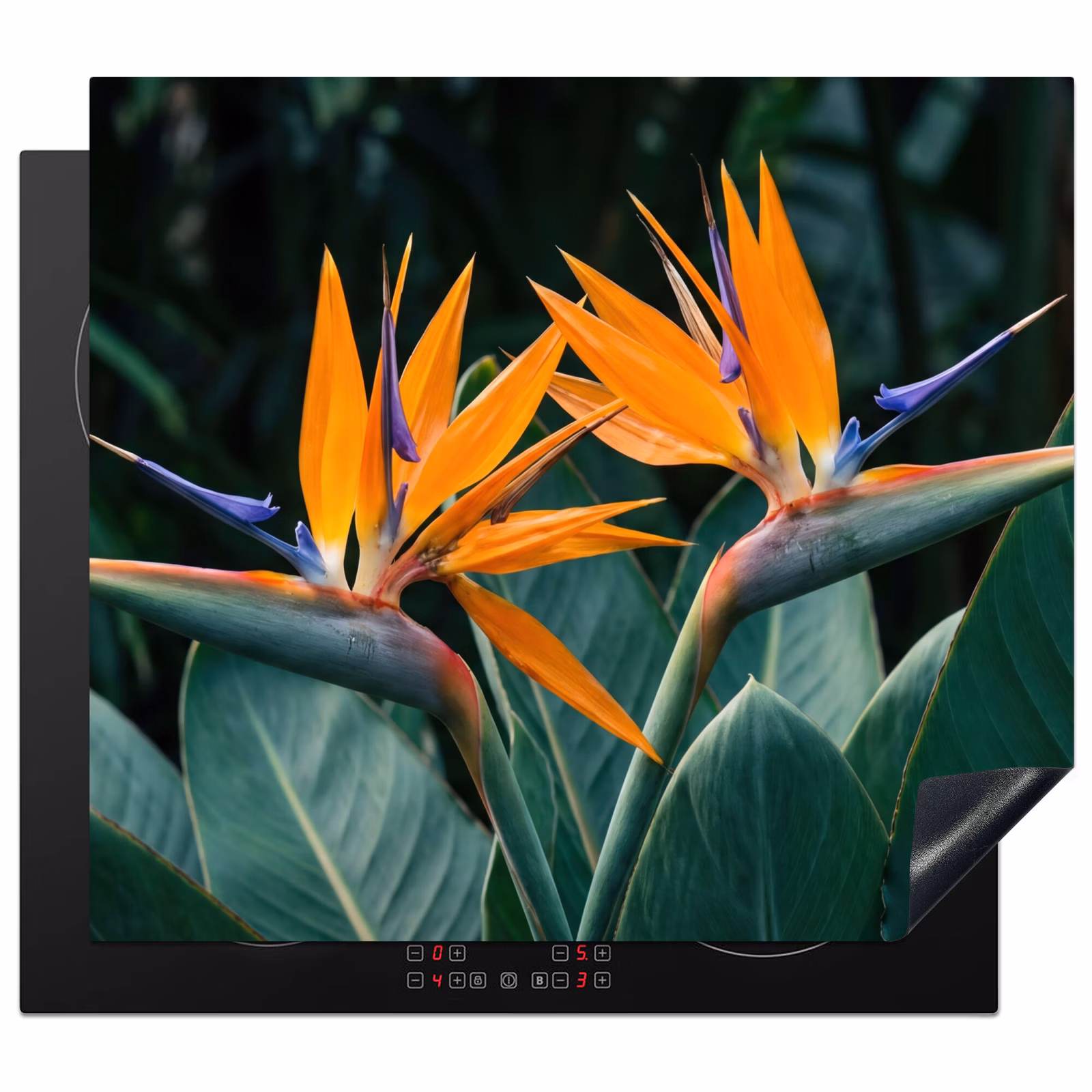 Induction hob protector - Bird of paradise - Flower - Exotic — 1