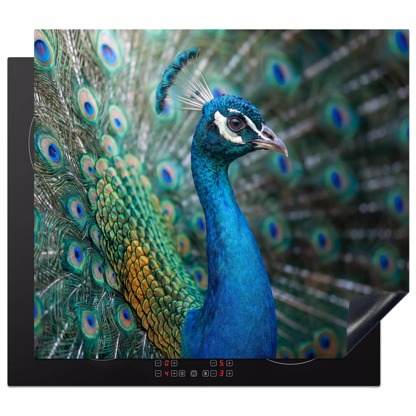 Induction hob cover - Peacock - Feathers - Blue — 1