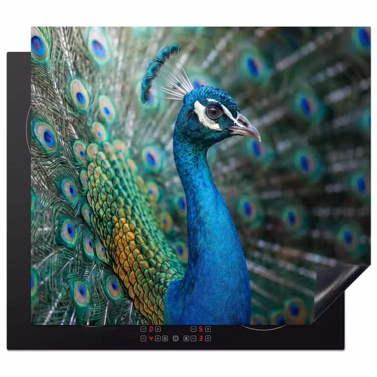 Induction hob cover - Peacock - Feathers - Blue — 1