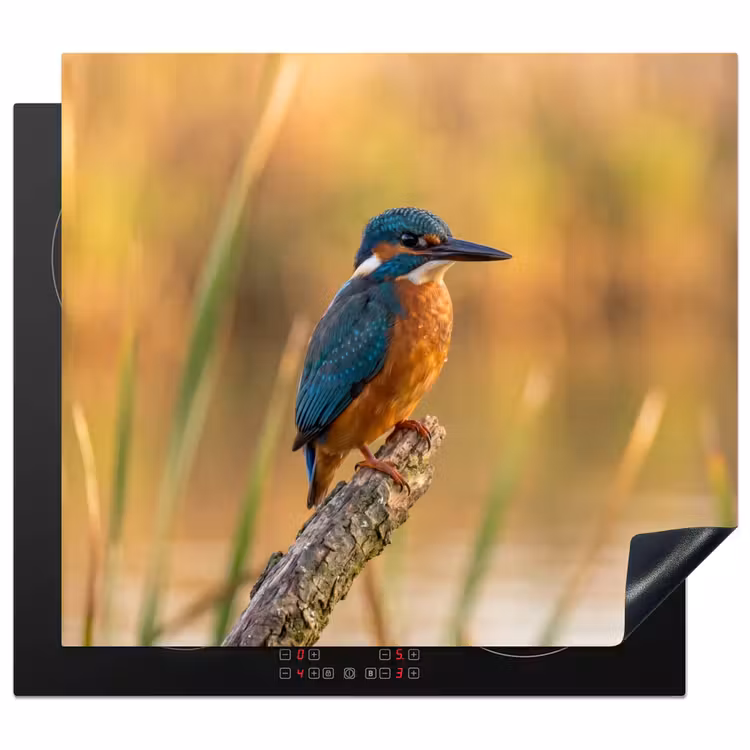Induction hob cover - Kingfisher - Branch - Water - Colorful - Vibrant — 1
