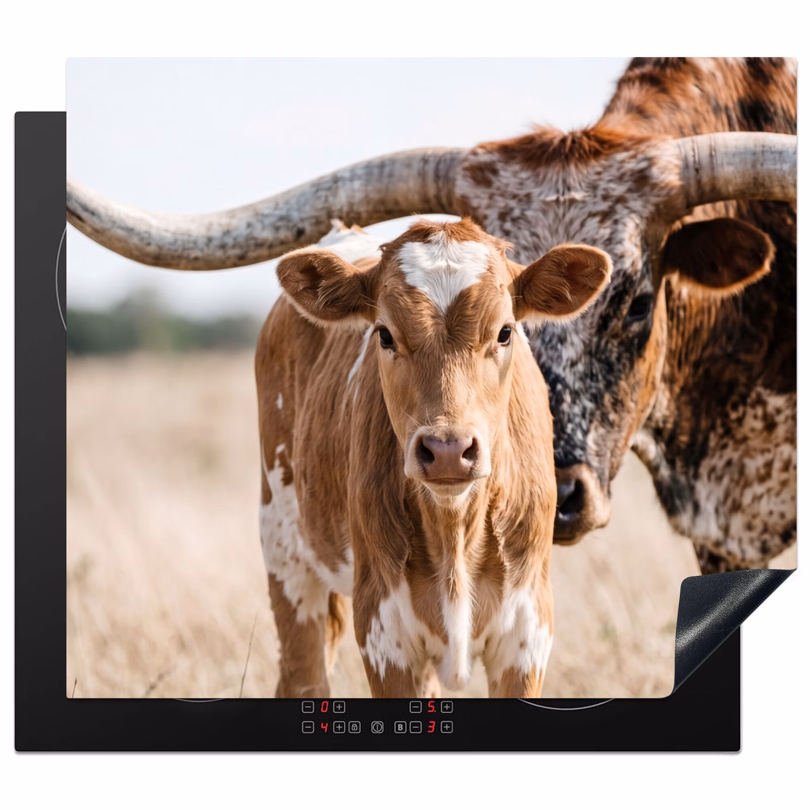 Induction hob cover - Texas Longhorn - Calf - Pasture - Animals — 1