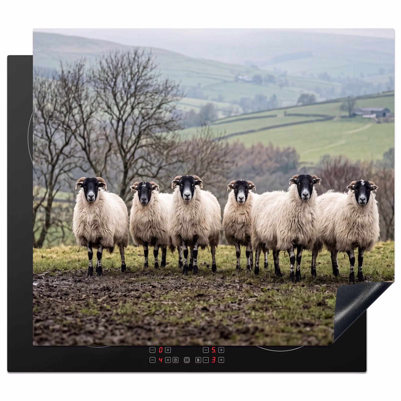 Induction hob cover - Sheep - Row - Pasture - Animals - Countryside — 1