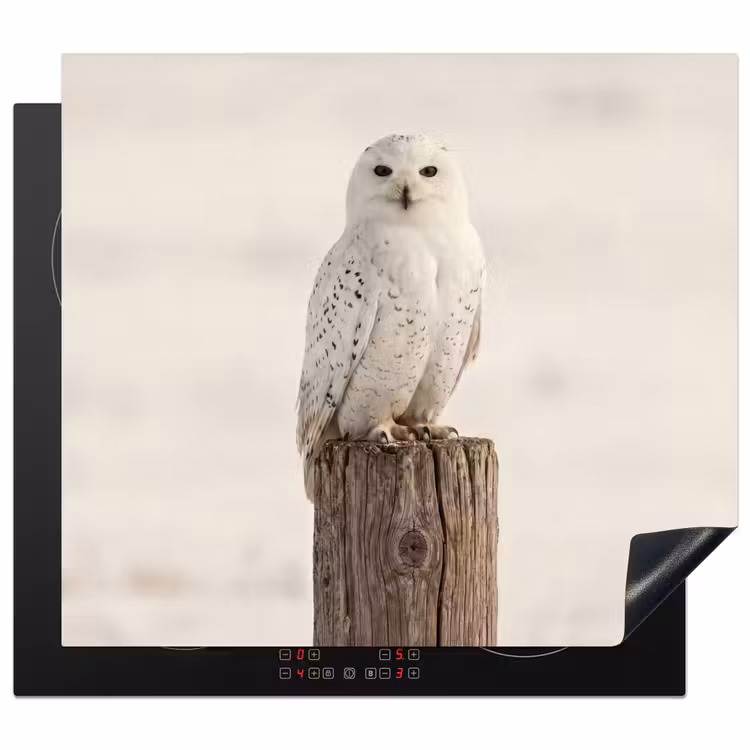 Induction hob cover - Snowy owl - Pole - Winter - Portrait - Majestic — 1