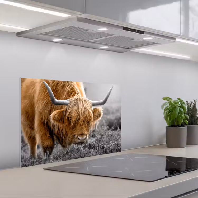 Kitchen splashback for hob - Scottish Highlander - Animals - Brown - Cow - Black - White - Nature — 1