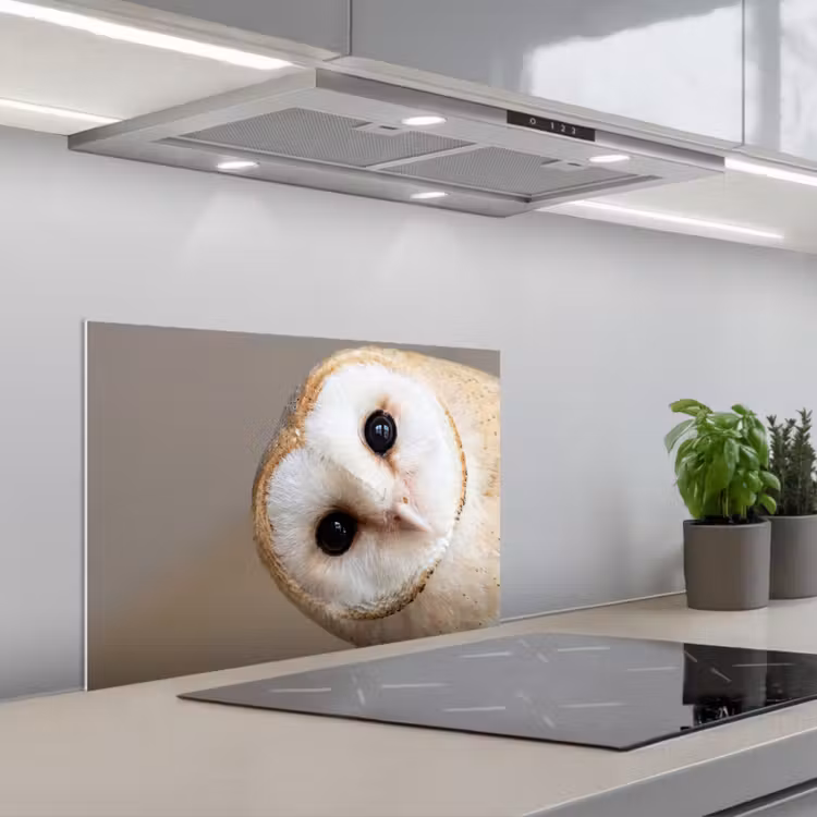 Kitchen splashback for hob - Owl - Brown - White — 1