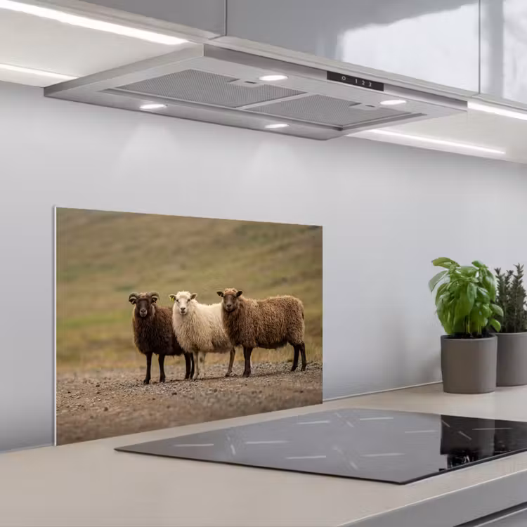 Kitchen splashback for hob - Sheep - Brown - White - Gravel Path — 1
