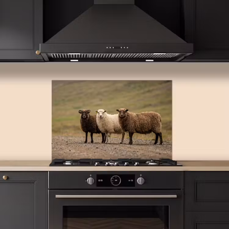Kitchen splashback for hob - Sheep - Brown - White - Gravel Path — 5