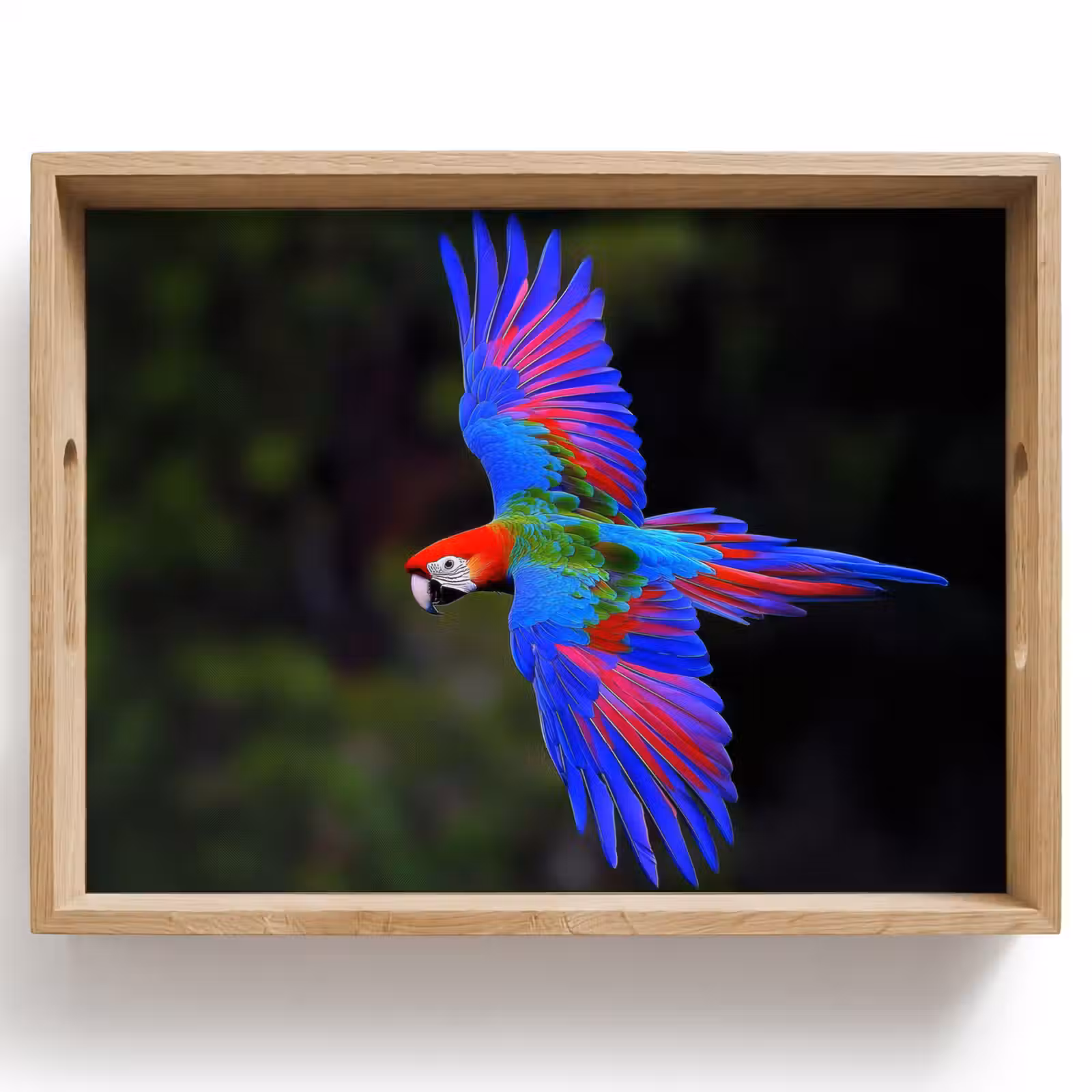 Tray - Brightly colored - Parrot - Forest - Wings — 1