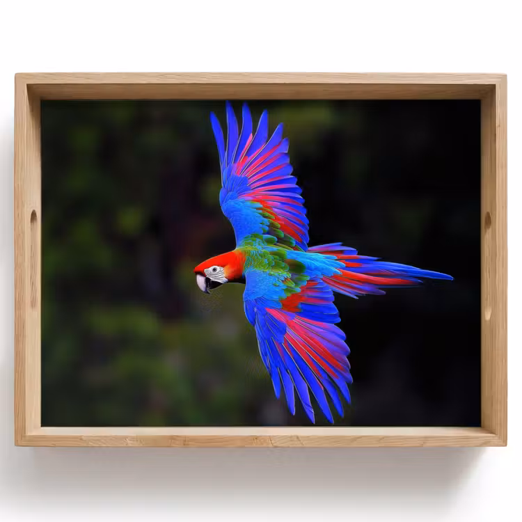 Tray - Brightly colored - Parrot - Forest - Wings — 1