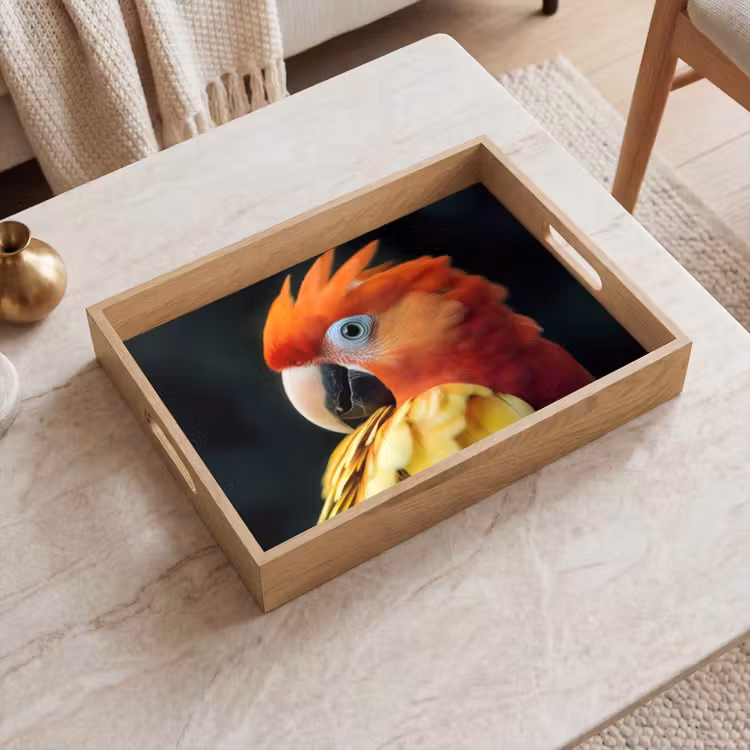 Tray - Close-up - Parrot - Feathers - Orange — 2
