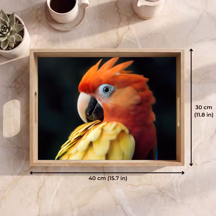 Tray - Close-up - Parrot - Feathers - Orange — 7