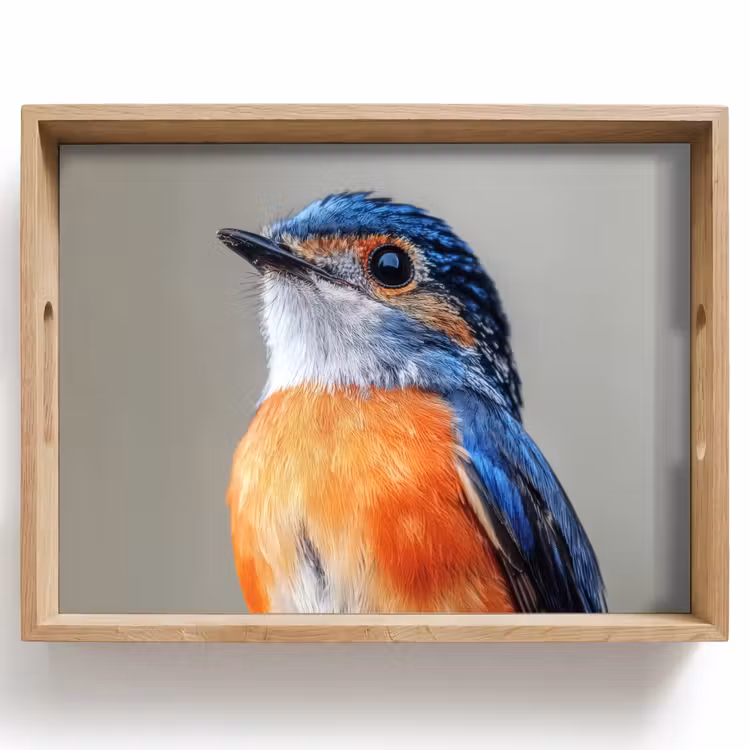 Tray - Colorful - Bird - Feathers - Blue — 1