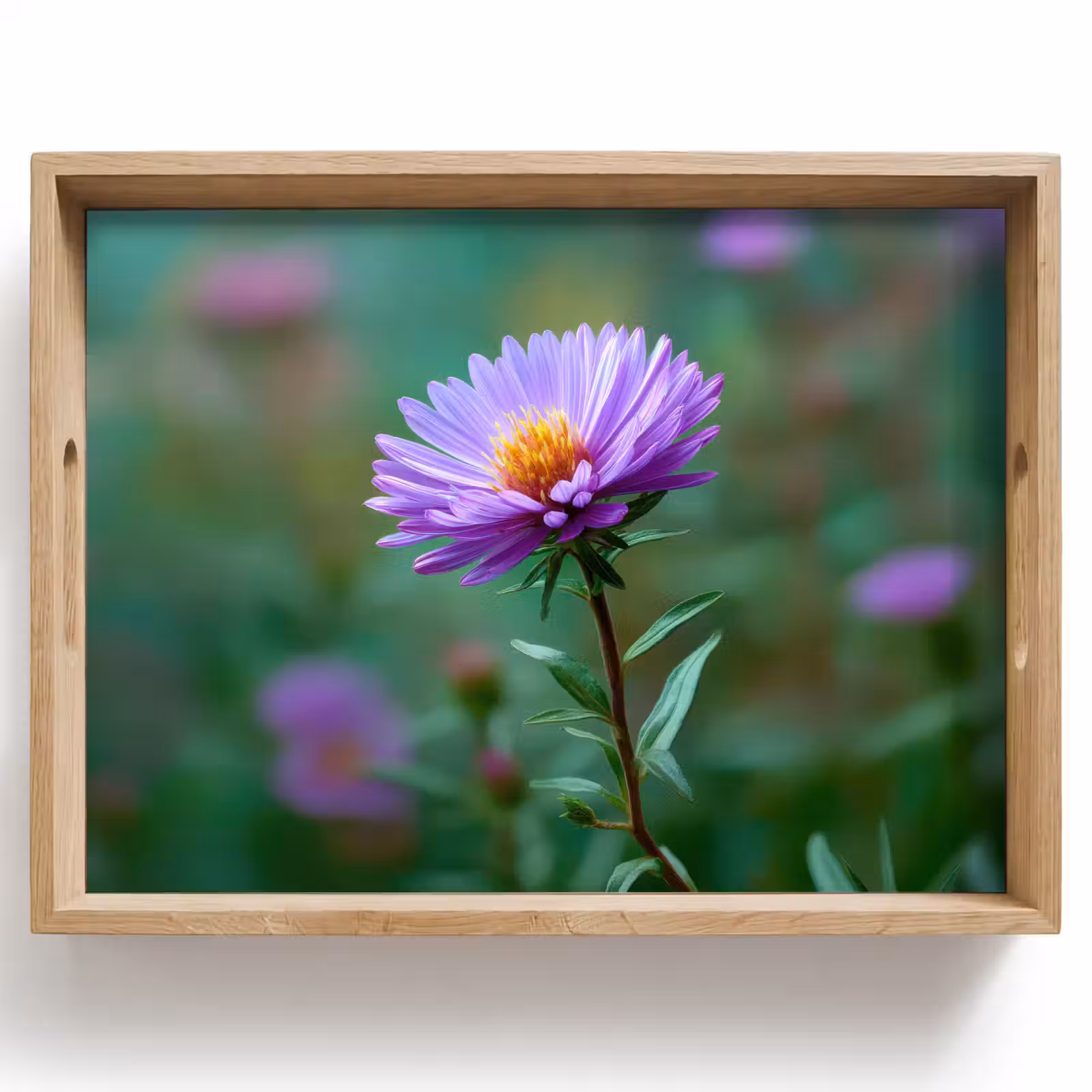 Tray - Aster - Purple - Flower - Petals — 1