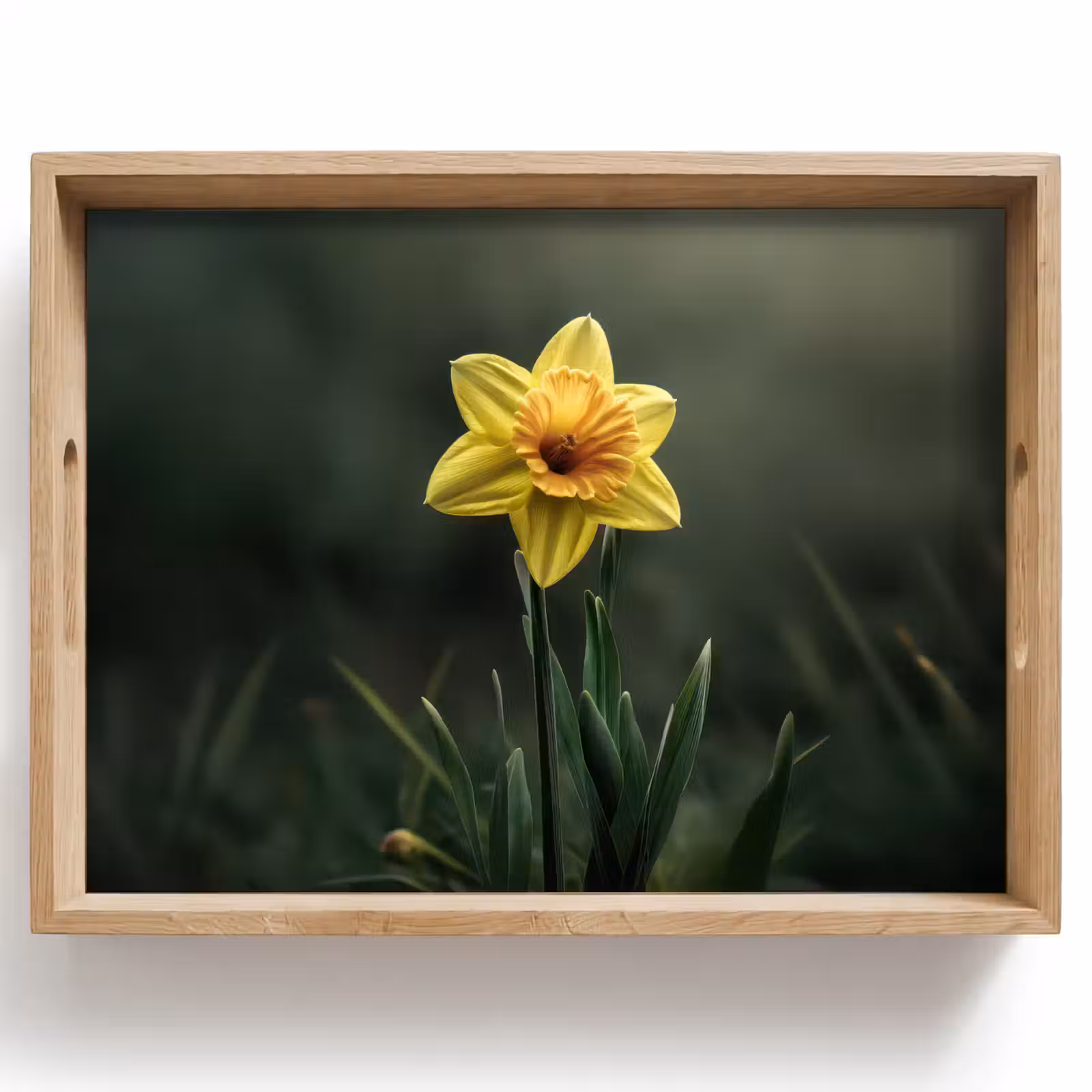 Tray - Flower - Daffodil - Grass - Yellow — 1