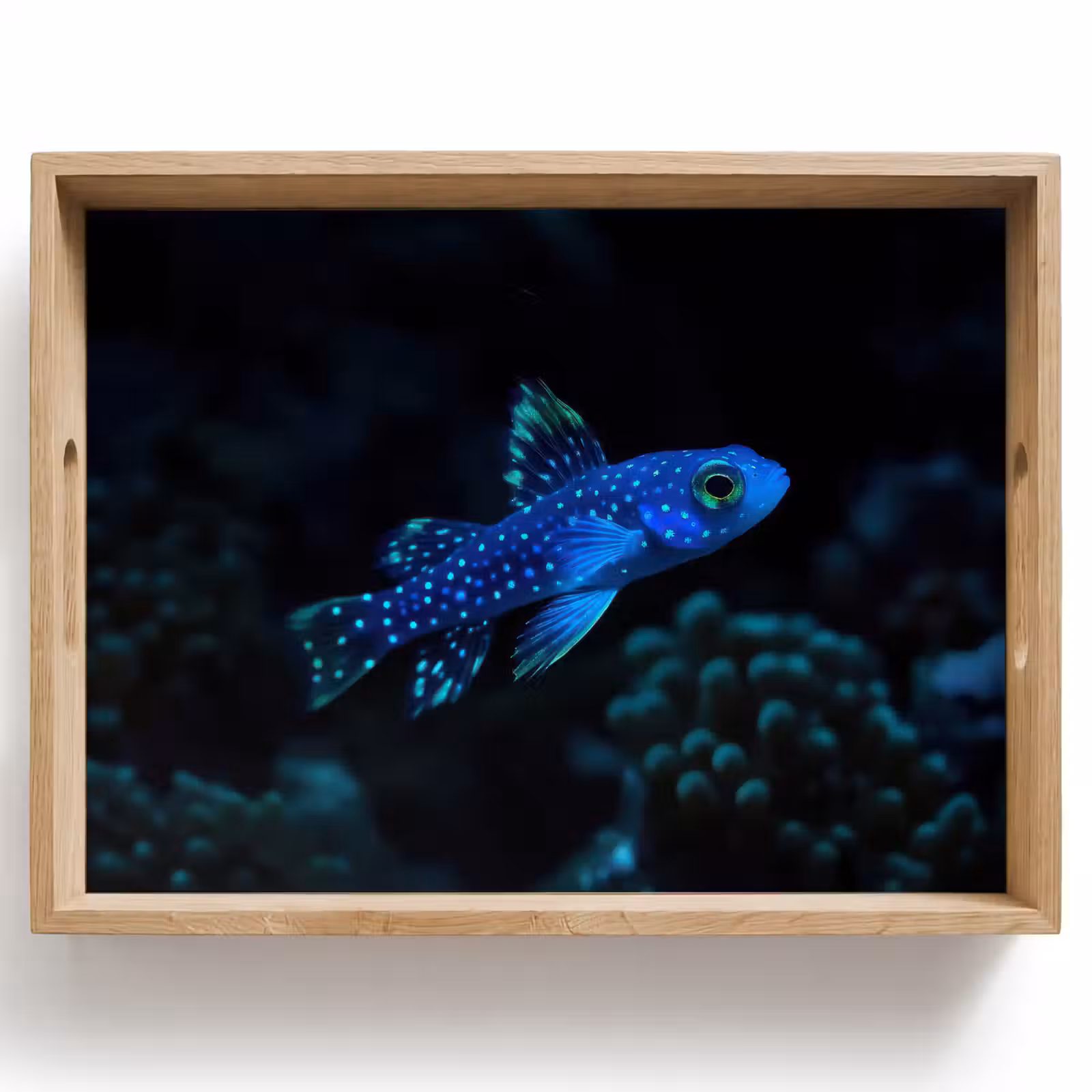 Tray - Fish - Dots - Coral - Blue — 1