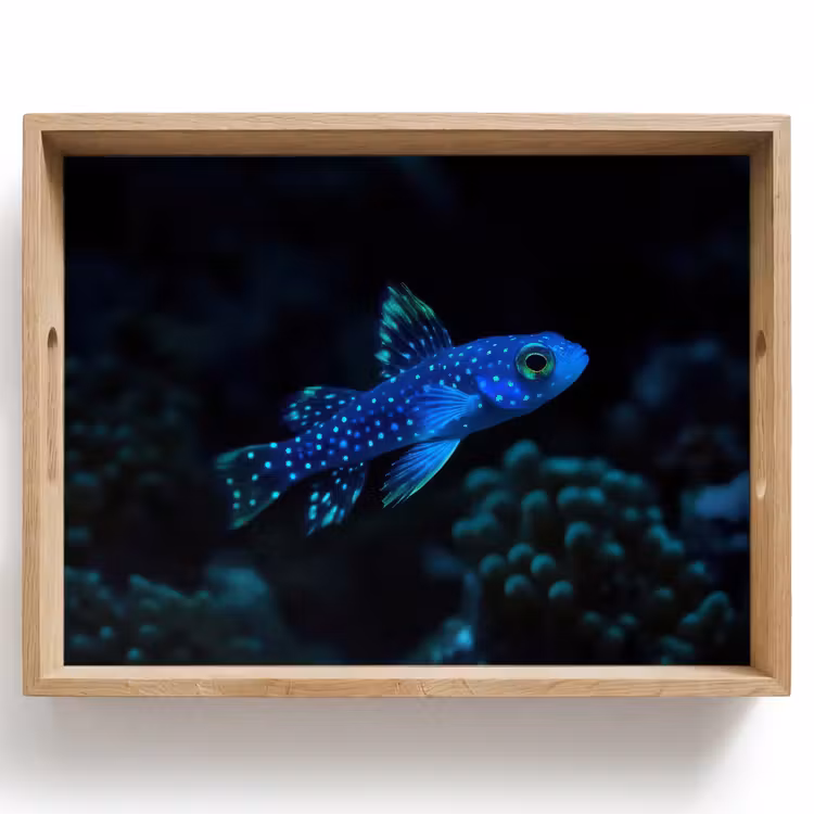 Tray - Fish - Dots - Coral - Blue — 1
