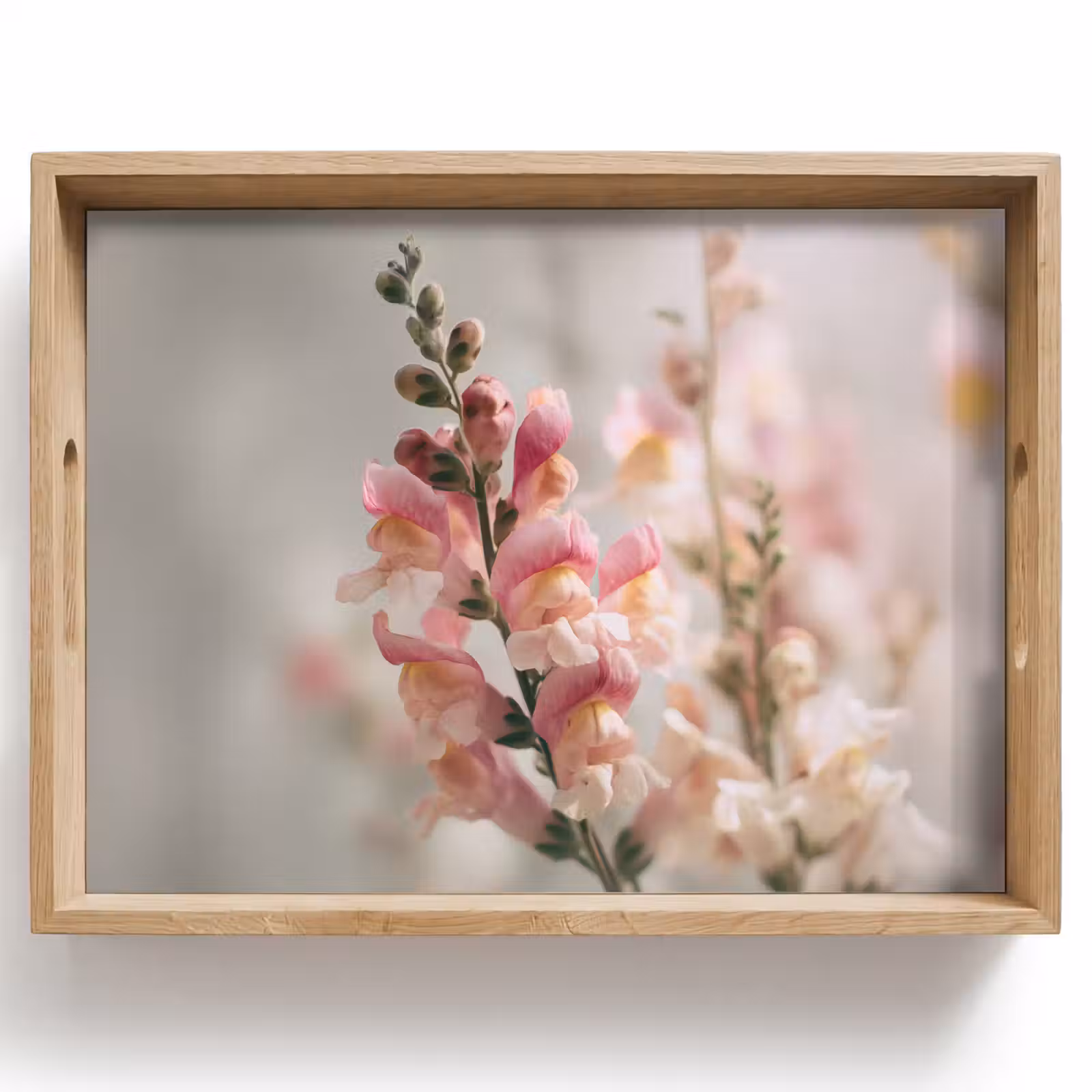 Tray - Flower - Snapdragon - Pink - Stem — 1