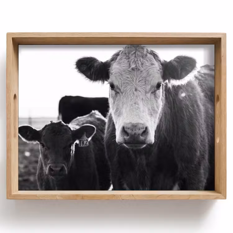 Tray - Cows - Black - White — 1