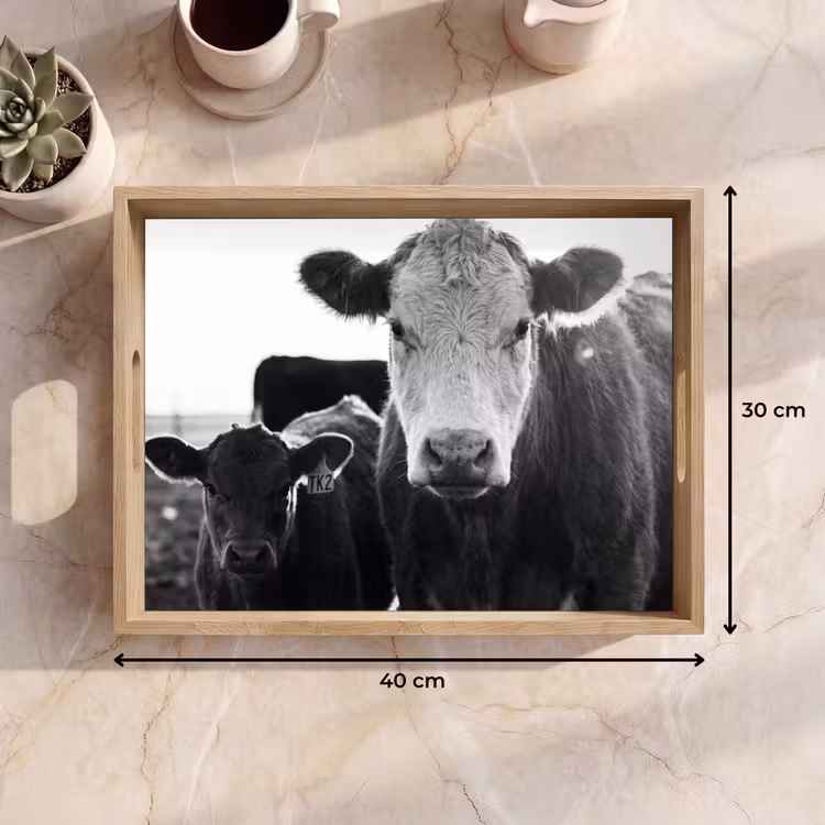 Tray - Cows - Black - White — 8