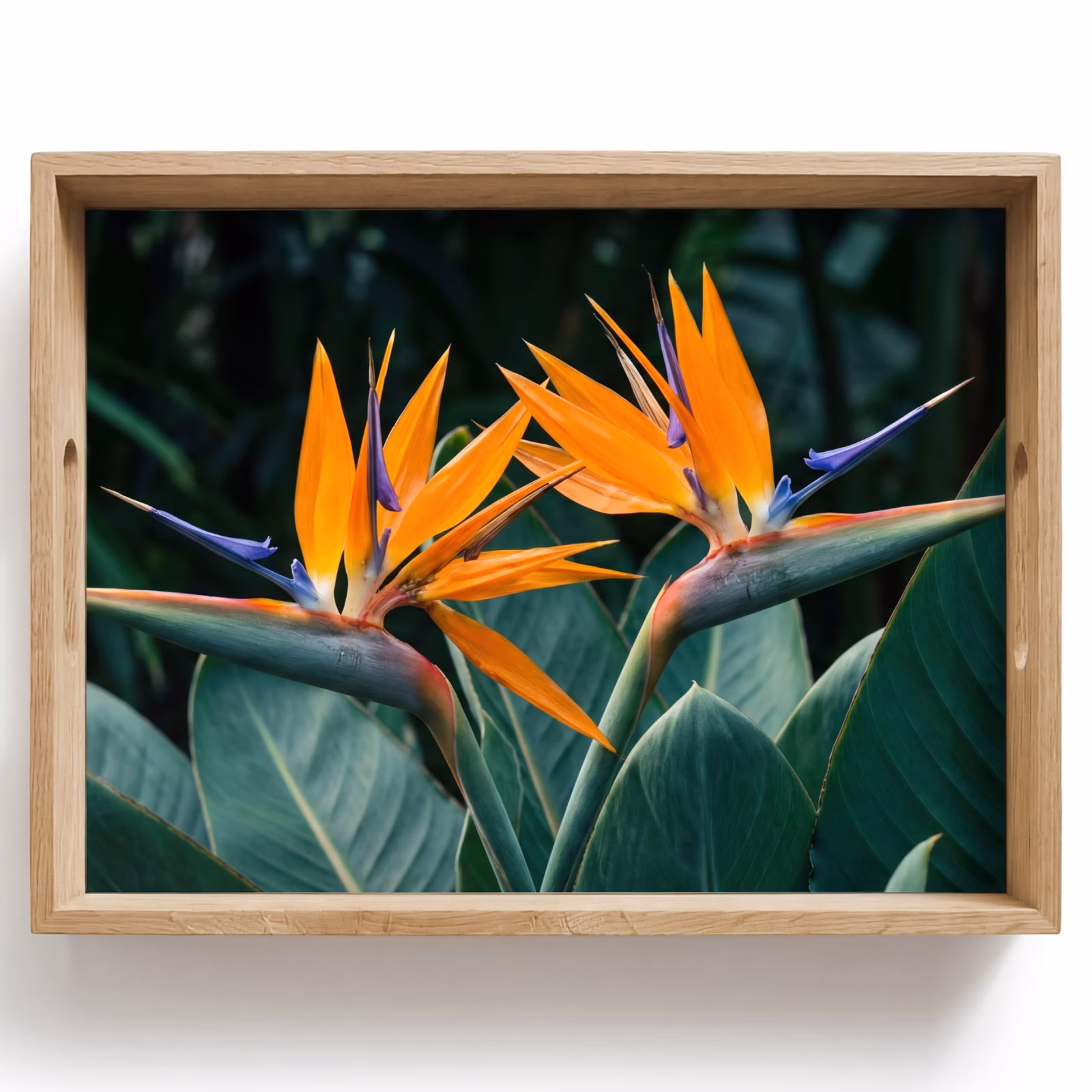 Tray - Bird of paradise - Flower - Exotic — 1