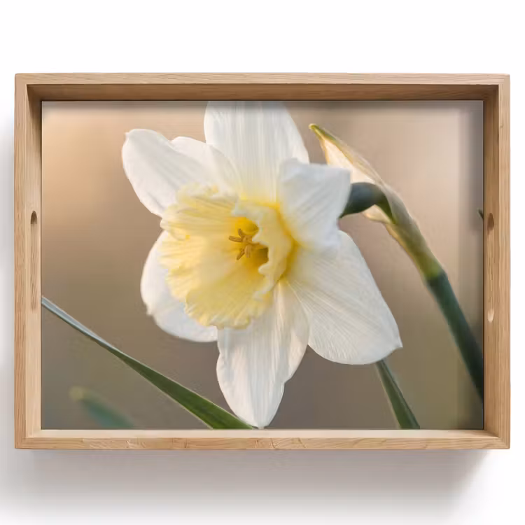 Tray - Daffodil - Flower - Minimalist — 1