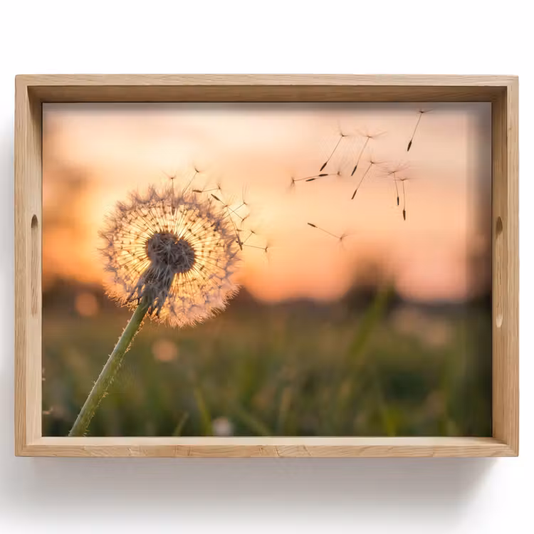 Tray - Dandelion - Sunset - Field — 1