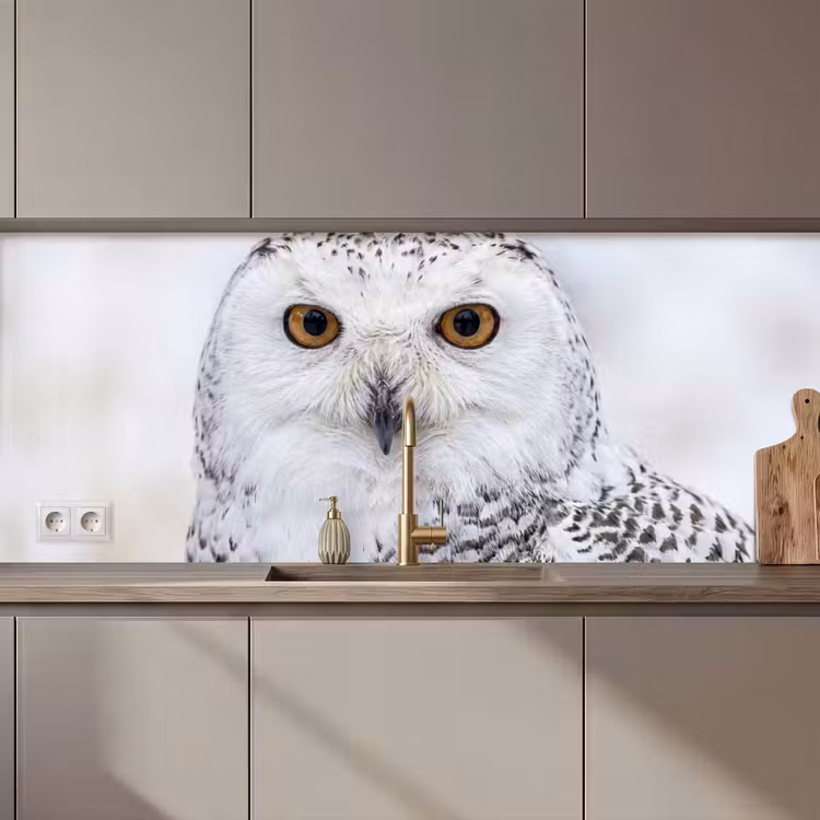 Kitchen splashback - Snowy owl - Eye - Wildlife - White — 1