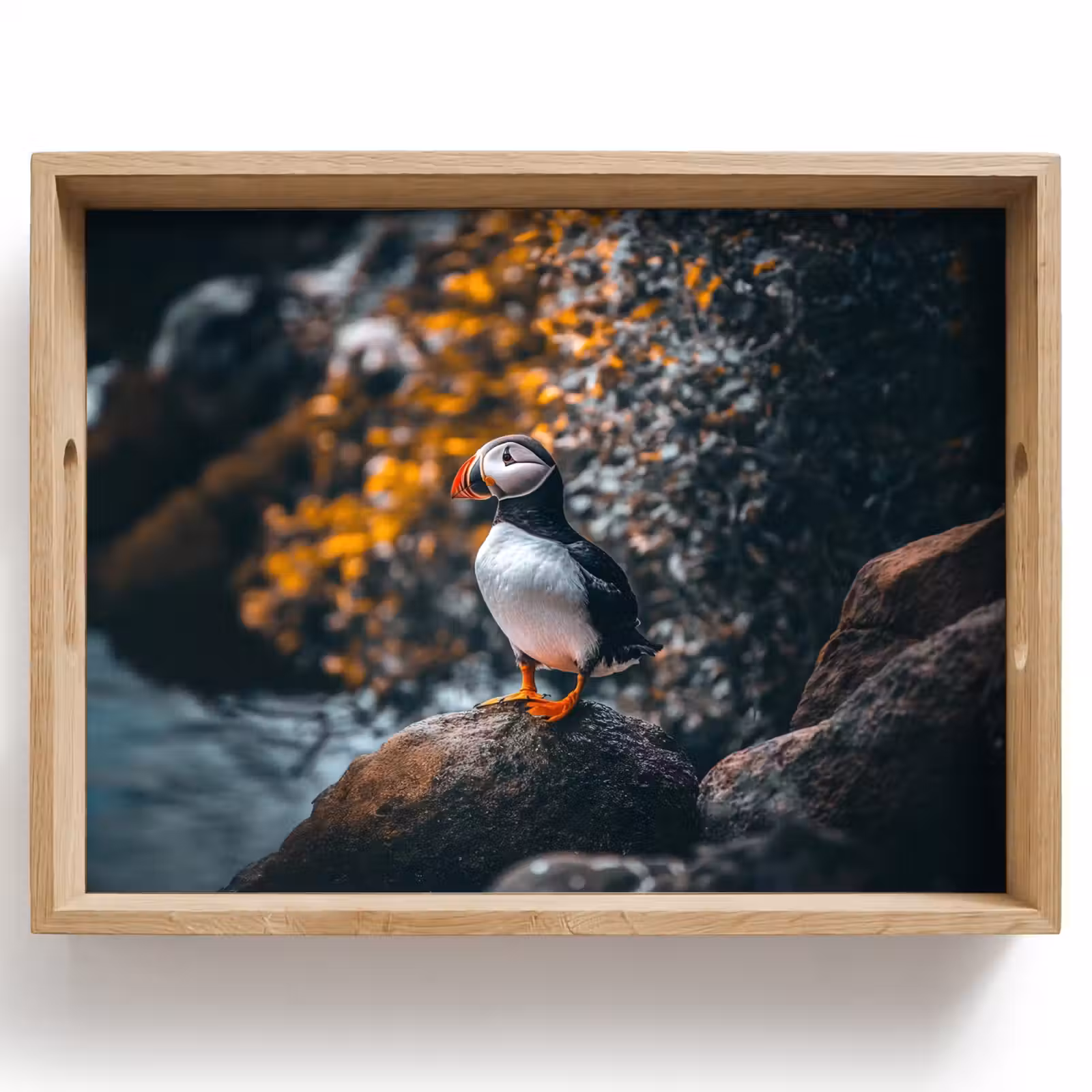 Tray - Parrot - Bird - Rock - White — 1