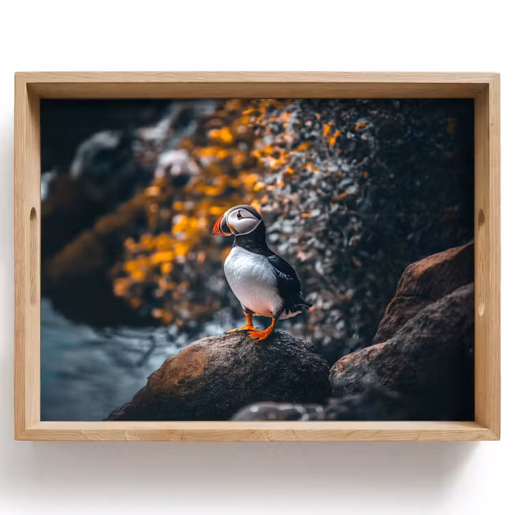 Tray - Parrot - Bird - Rock - White — 1