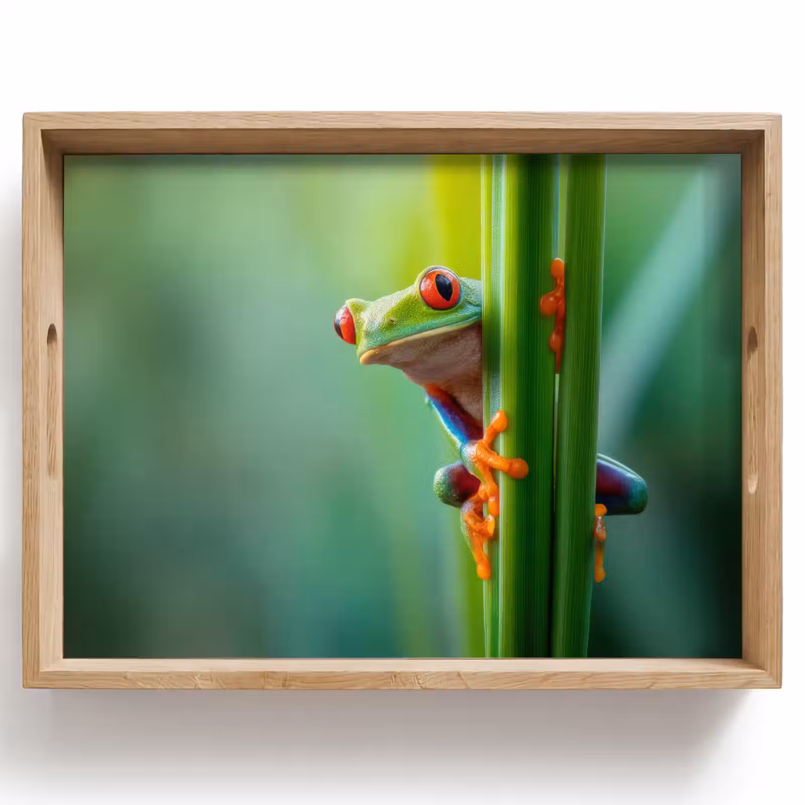 Tray - Green frog - Curious - Grass — 1