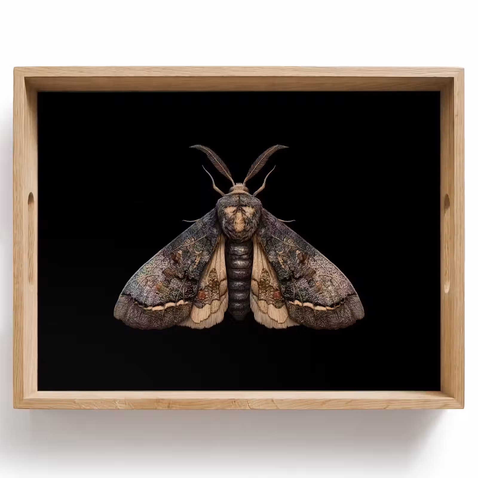 Tray - Moth - Leafy - Gray — 1