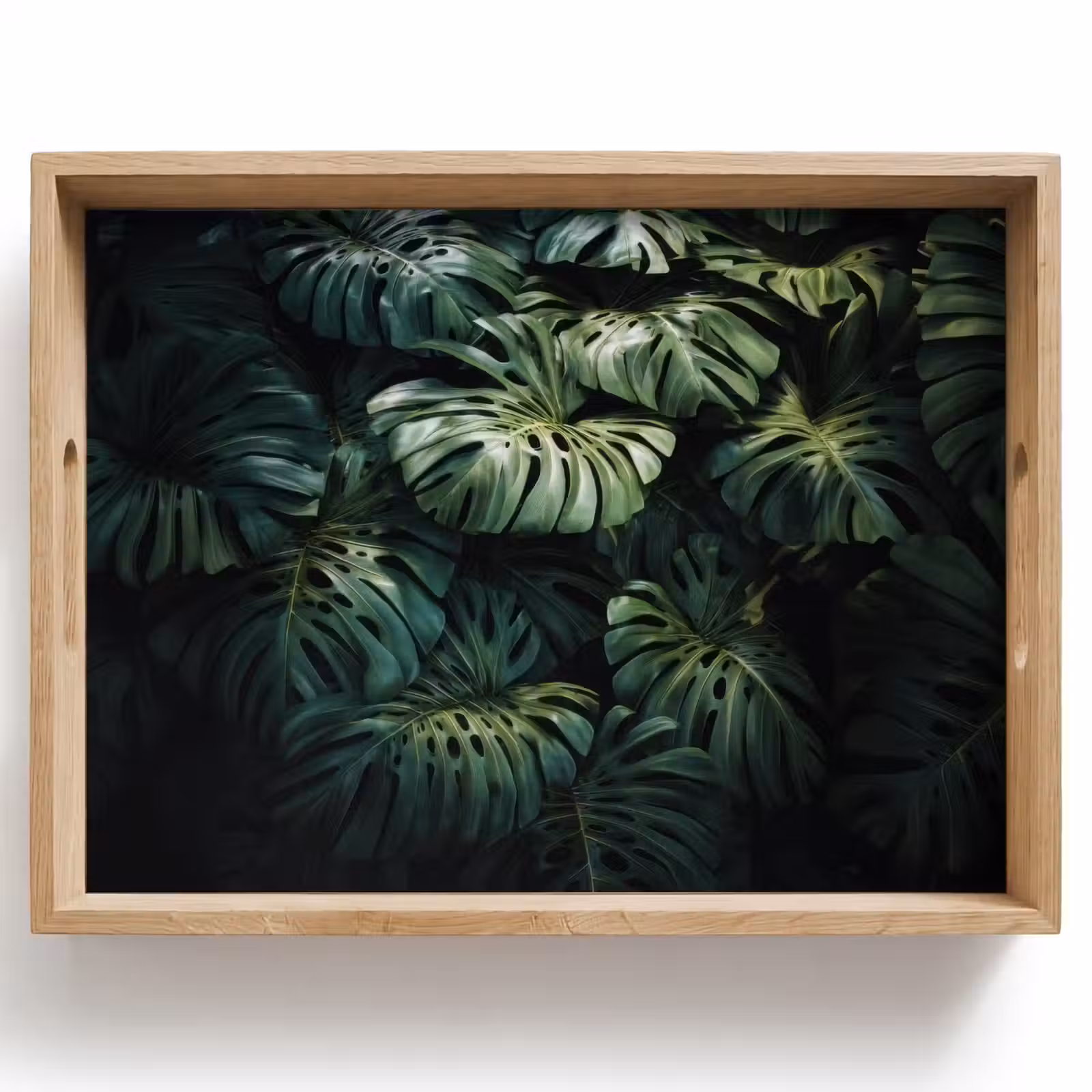 Tray - Plant - Monstera - Lighting — 1