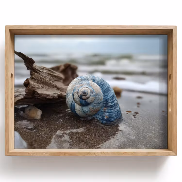 Tray - Shell - Beach - Blue - Sea — 1