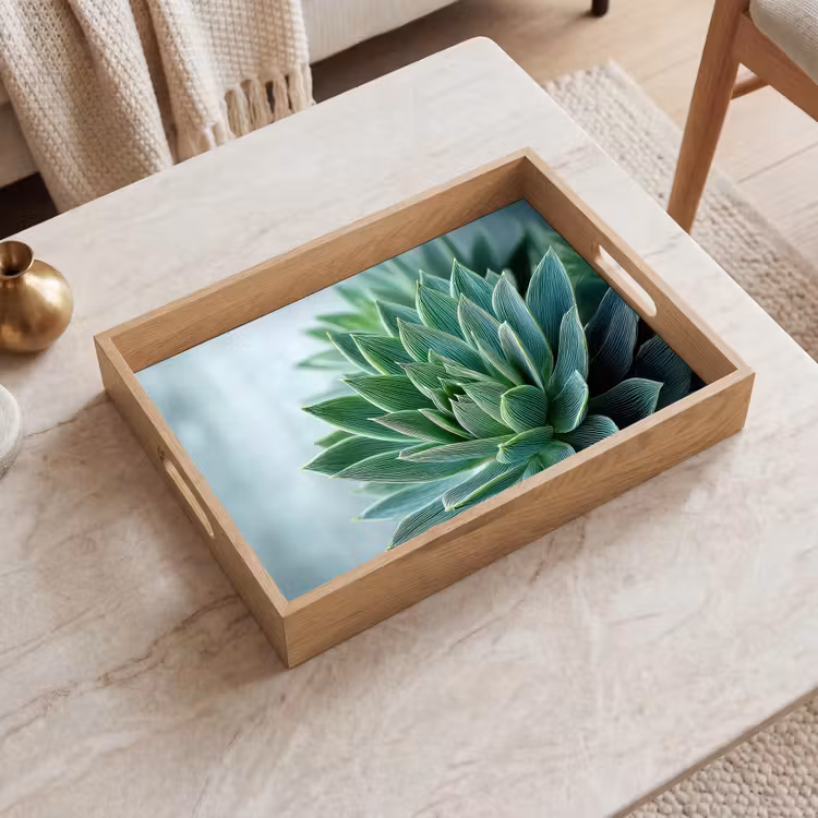 Tray - Succulent - Leaves - Green - Blurred — 2