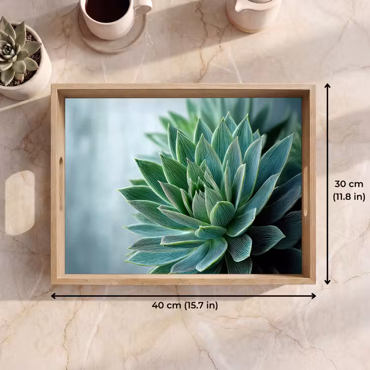 Tray - Succulent - Leaves - Green - Blurred — 7