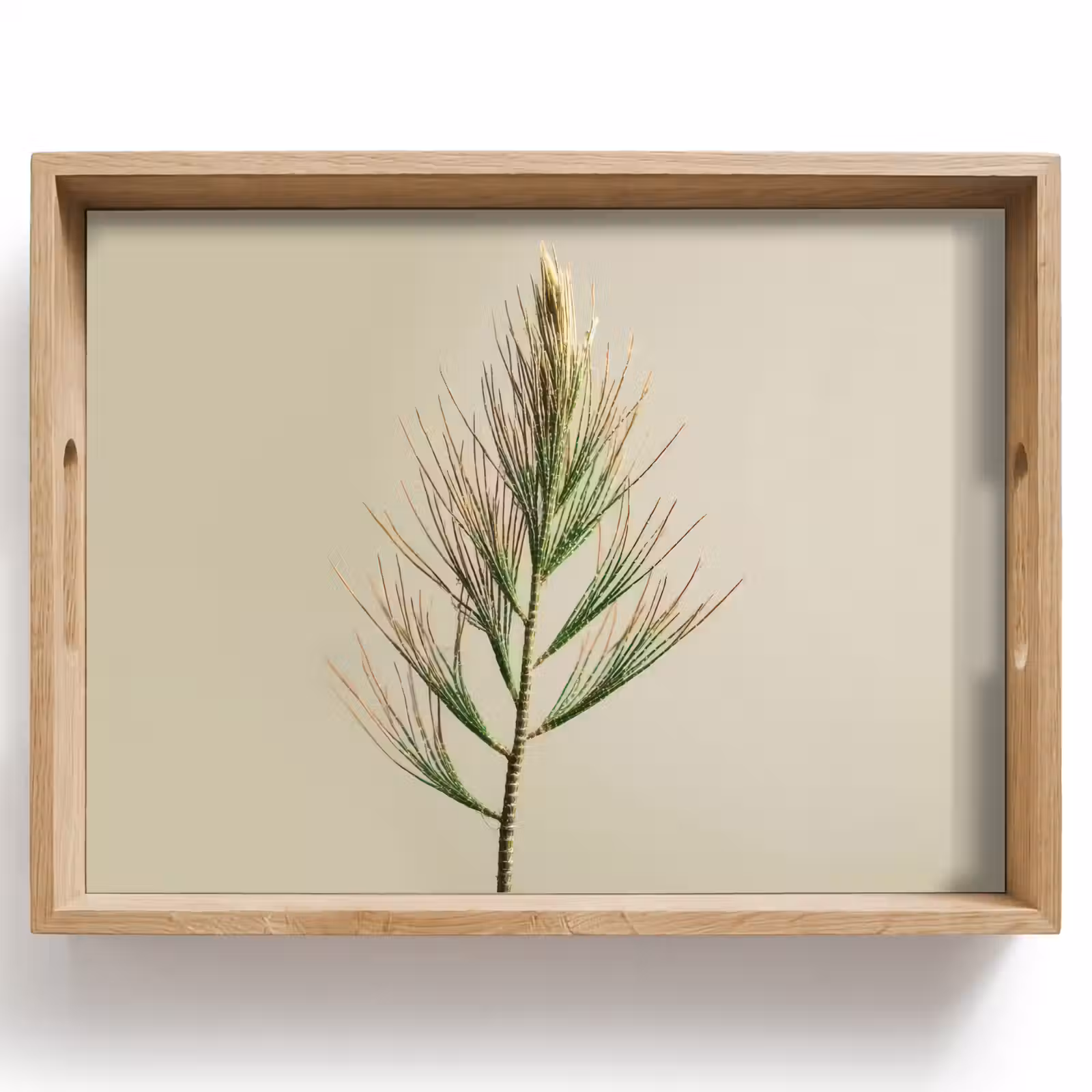 Tray - Pine branch - Needle-shaped leaves - Light green — 1