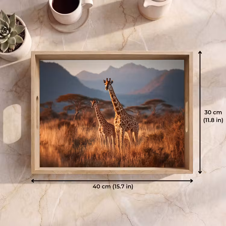 Tray - Giraffes - High grass - Acacia trees — 7