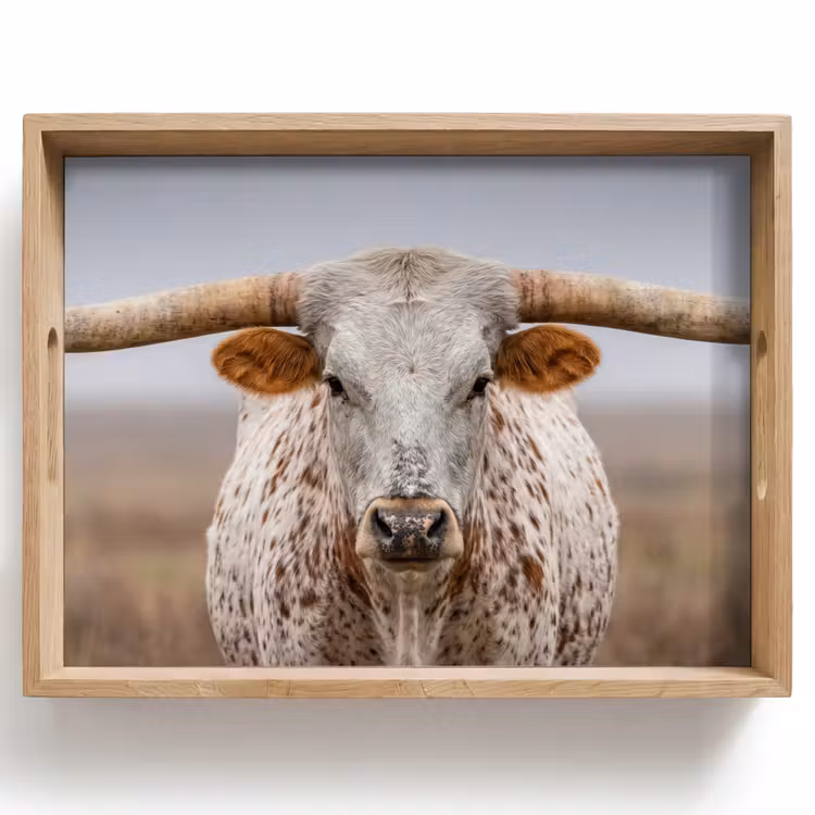 Tray - Longhorn - Grass Field - Animal — 1