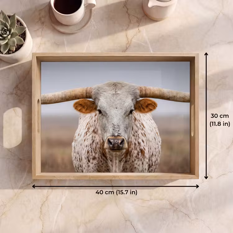 Tray - Longhorn - Grass Field - Animal — 7