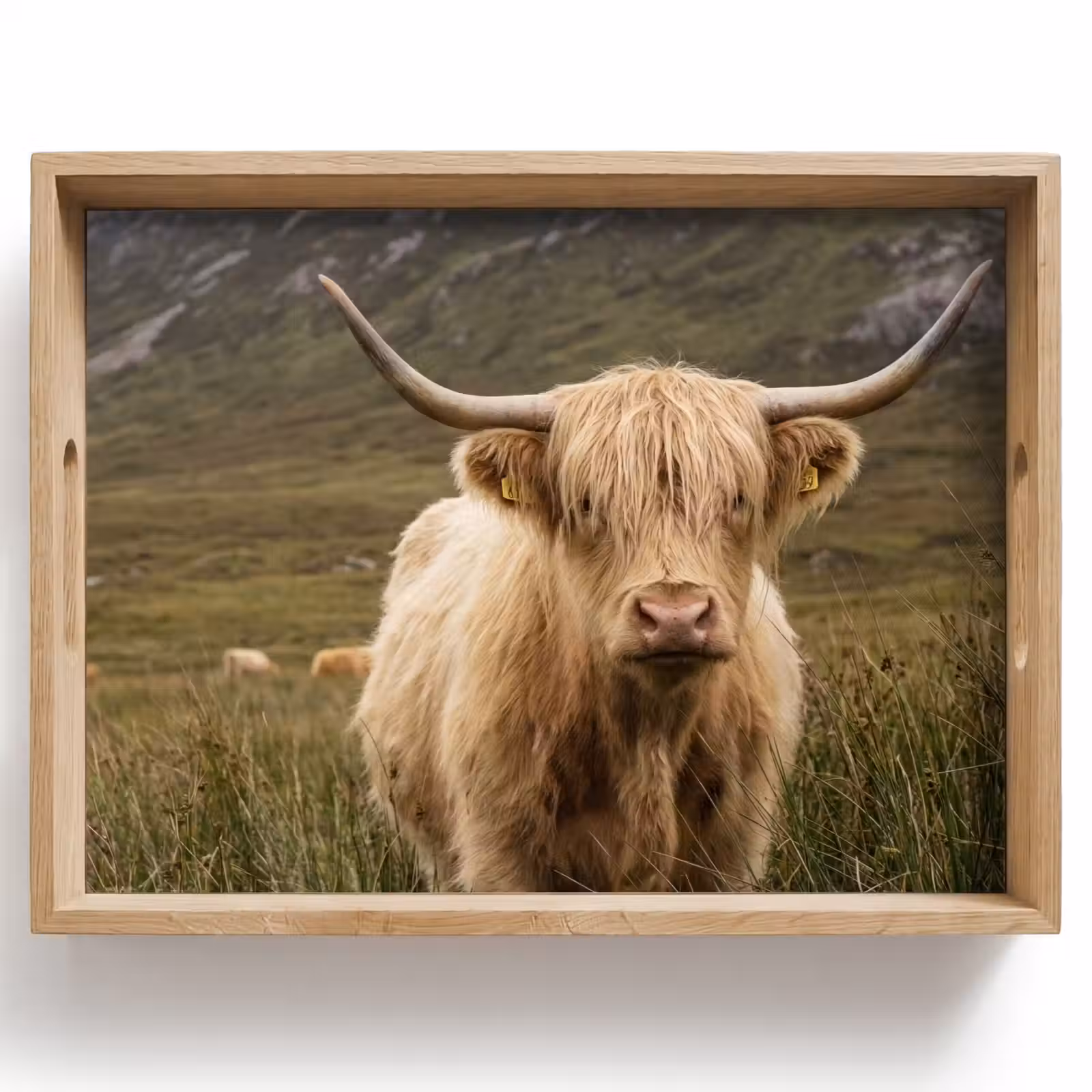 Tray - Scotch highlander - Mountains - Grass field — 1
