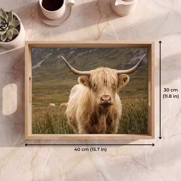 Tray - Scotch highlander - Mountains - Grass field — 7
