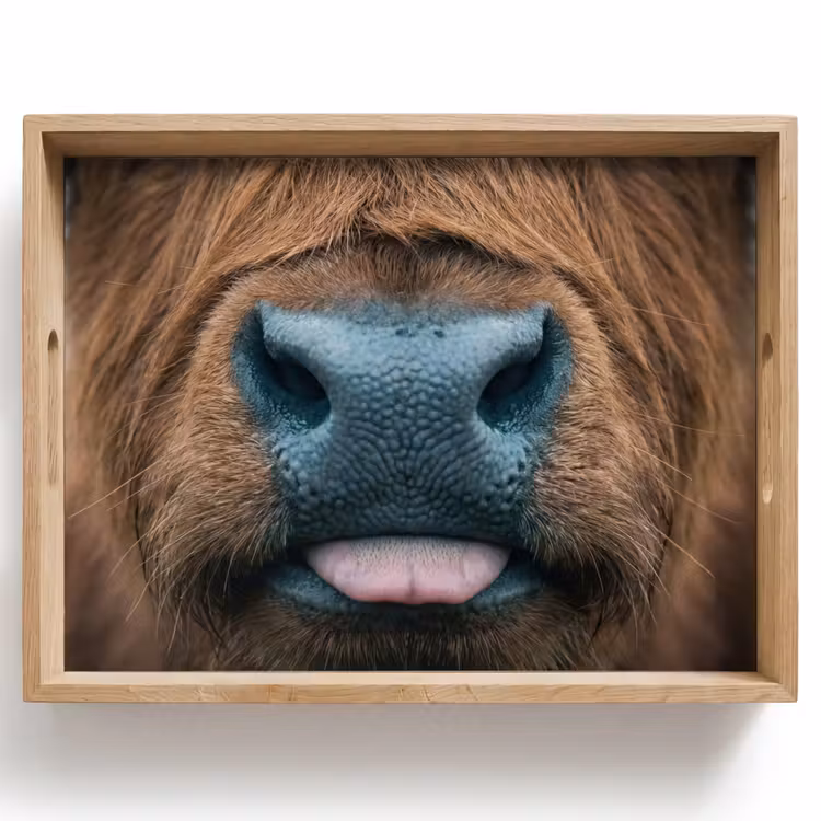 Tray - Scottish highlander - Nose - Brown — 1