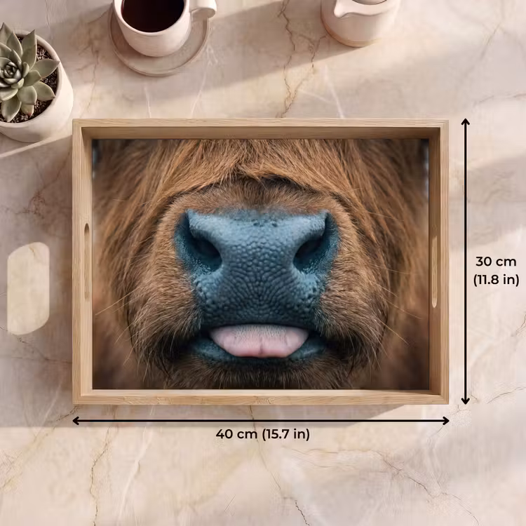 Tray - Scottish highlander - Nose - Brown — 7