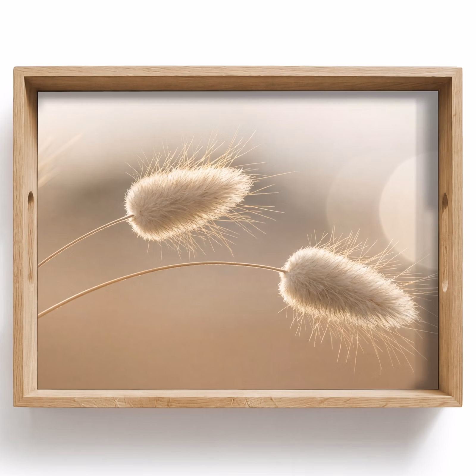 Tray - Haze tail grass - Grain hairs - Sunlight — 1
