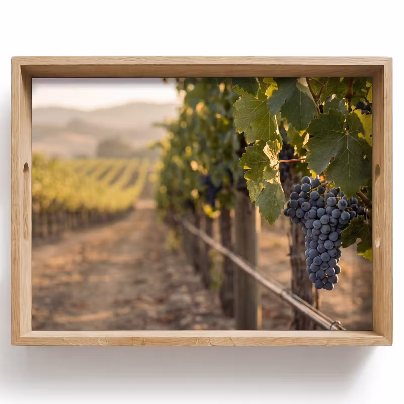 Tray - Grapes - Vineyard - Sunlight — 1